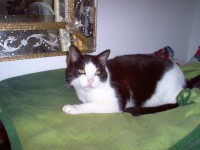 /album/i-miei-animali/a6ottobre2005-jpg/