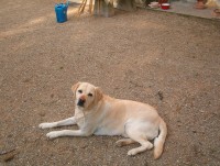 /album/i-miei-animali/im001407-jpg/