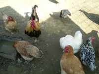 /album/i-miei-animali/p3180006-jpg/