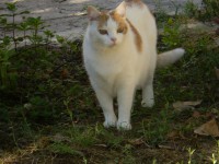 /album/i-miei-animali/p7120168-jpg/