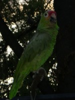 /album/i-miei-animali/p7140179-jpg/