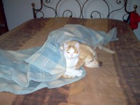 /album/i-miei-animali/ottobre2005-jpg/