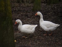 /album/i-miei-animali/p3120024-jpg/