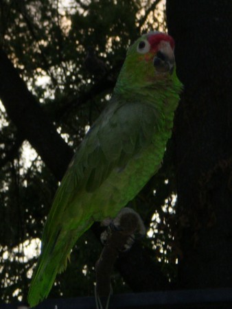 JACK