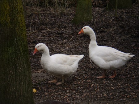 GINGER e ROGER